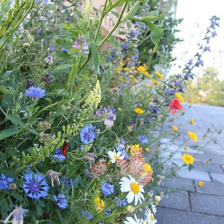 Ferienwohnungen "Blumenwiese" Dillingen an der Donau Luaran gambar